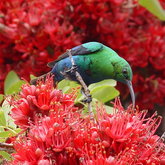 Villiersdorp offers fine bird watching. Malachite Sunbird - Villiersdorp Tourism - Xplorio™ Villiersdorp